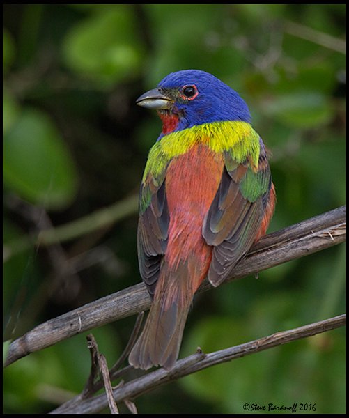 _6SB2407 painted bunting.jpg
